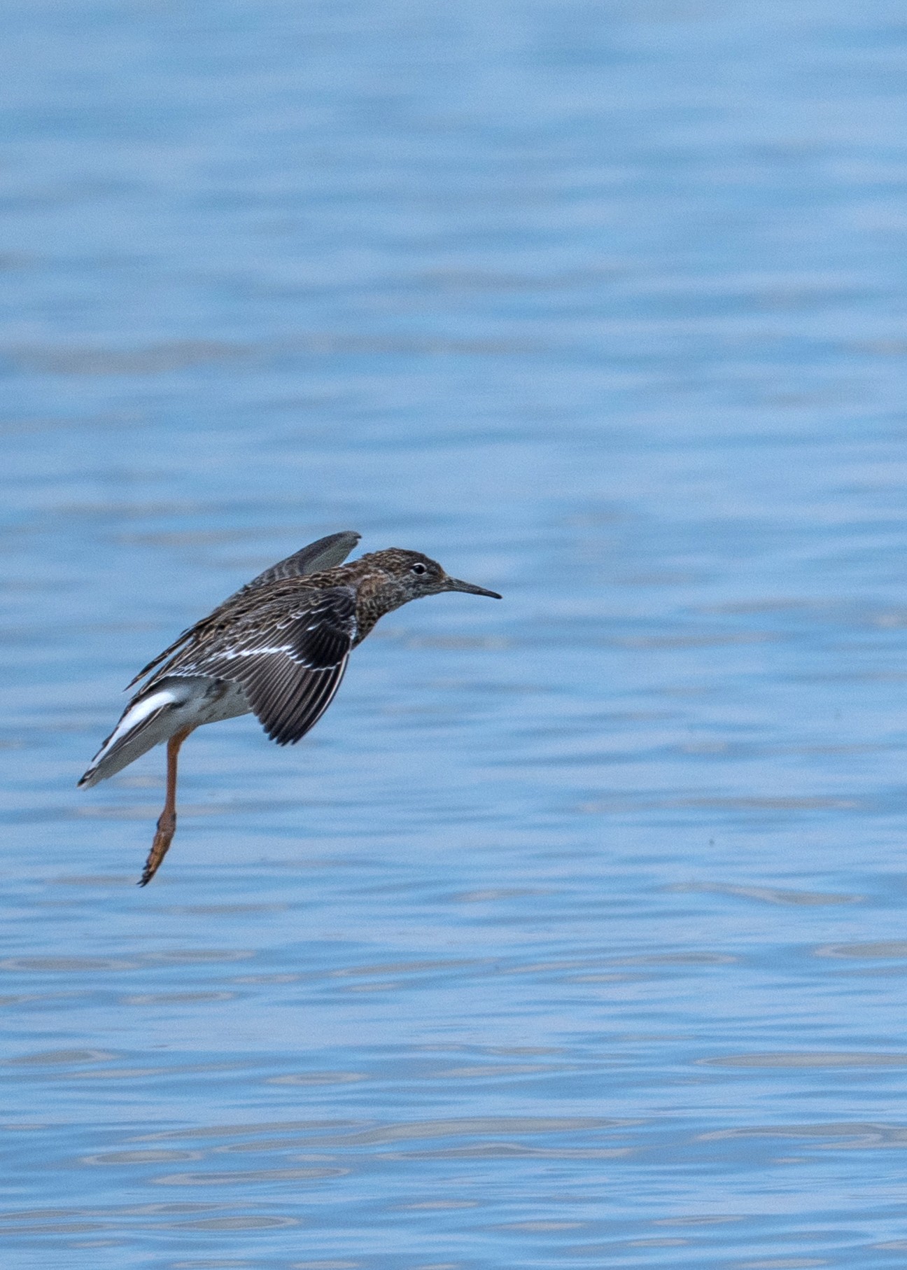Kampfläufer Calidris pugnax